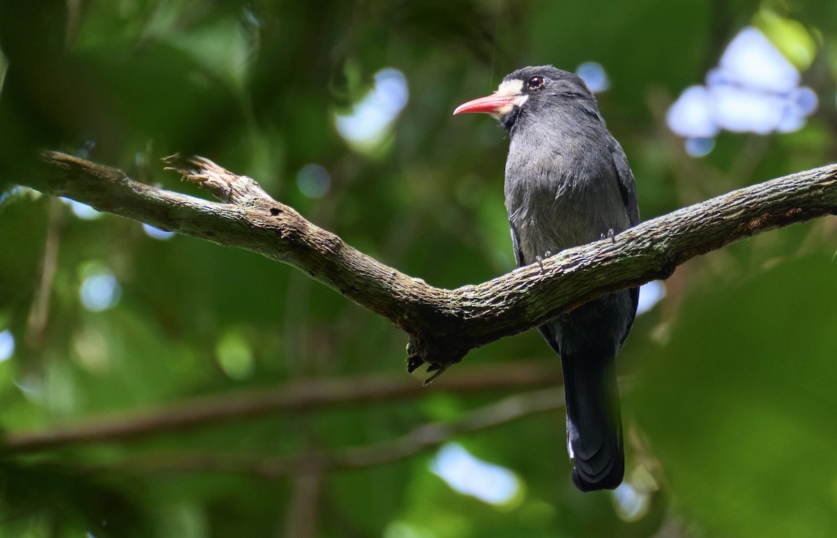 White-fronted Nunbird - ML637967612