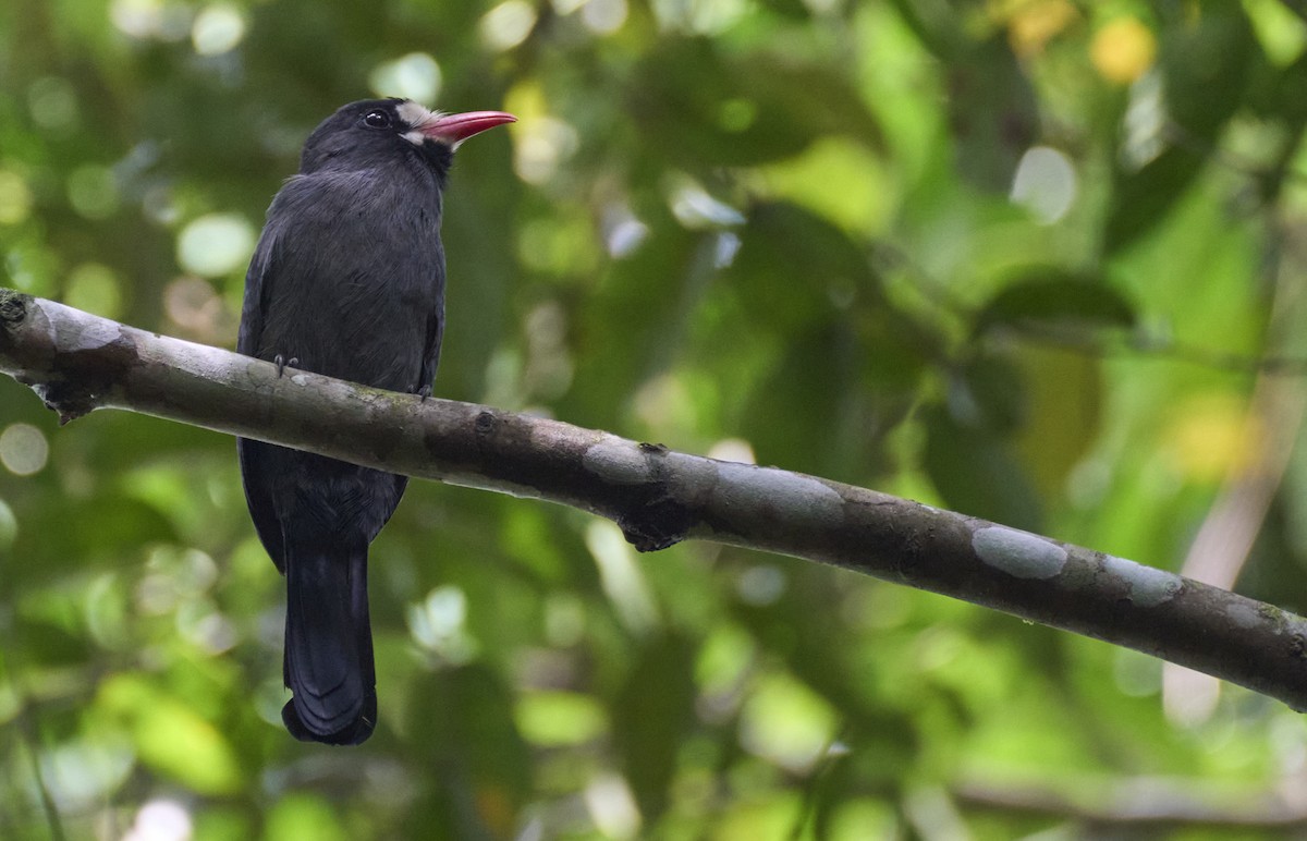 White-fronted Nunbird - ML637967613