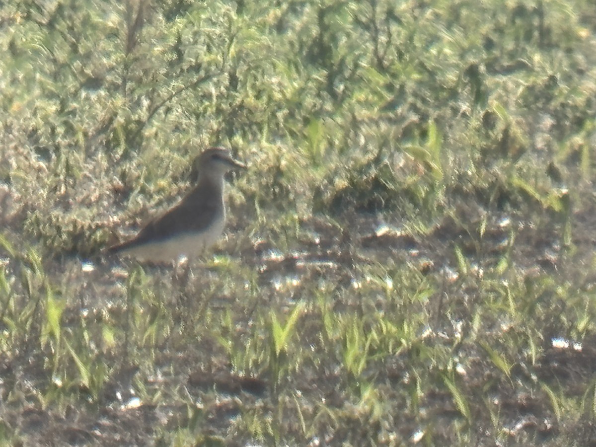 Mountain Plover - ML637967621