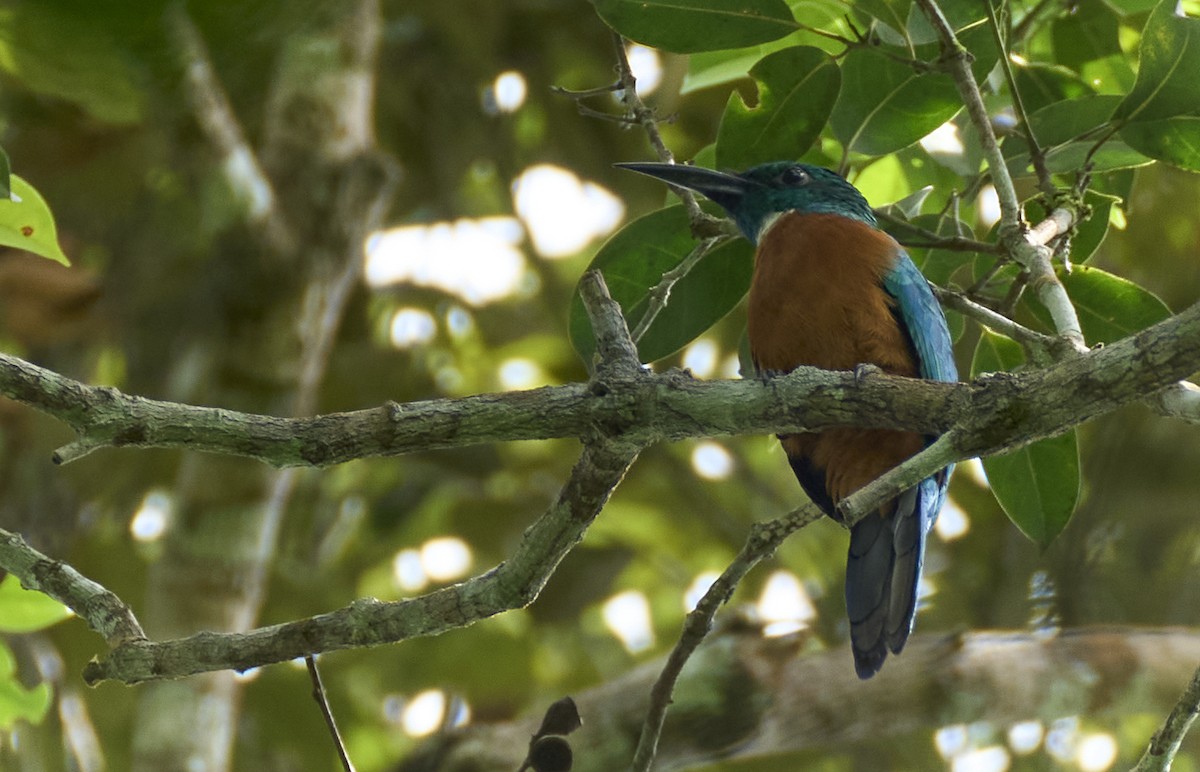 Great Jacamar - ML637967627