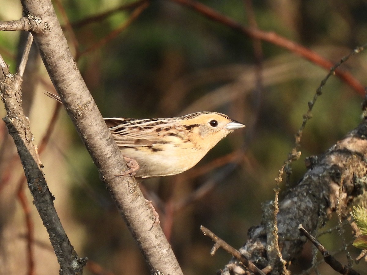 LeConte's Sparrow - ML637967629