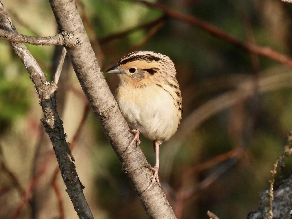 LeConte's Sparrow - ML637967630