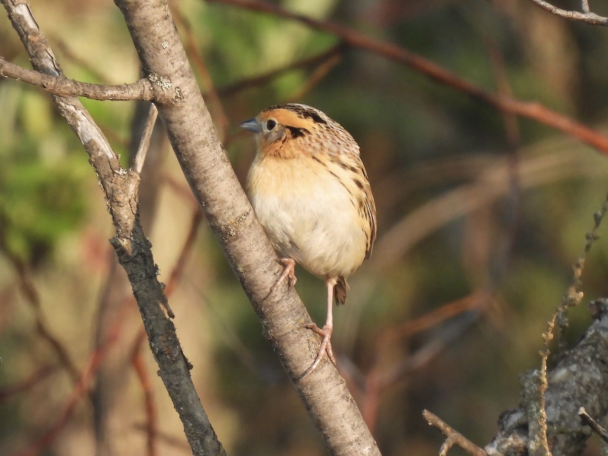 LeConte's Sparrow - ML637967631