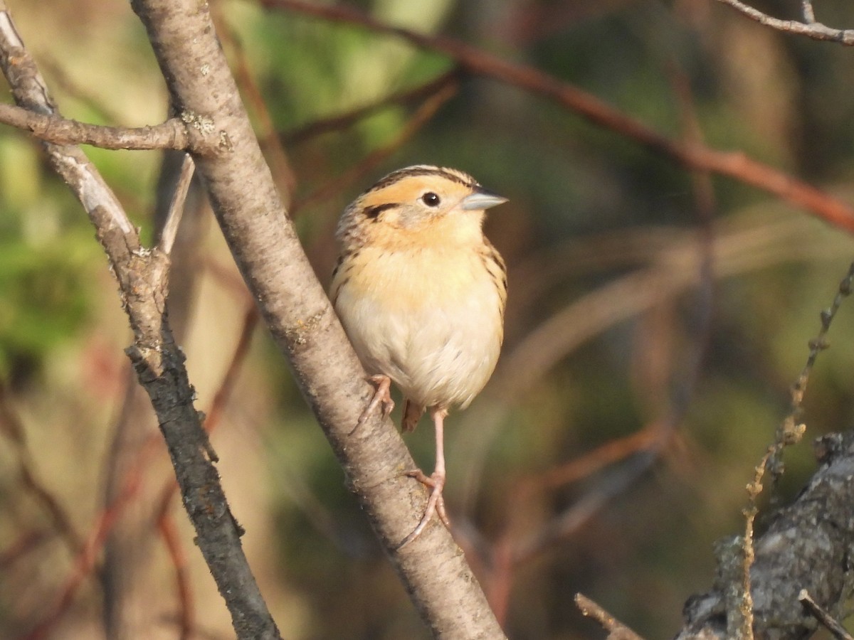 LeConte's Sparrow - ML637967632