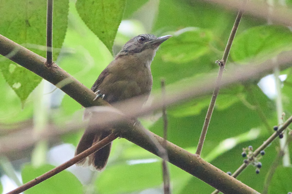Brown Illadopsis - ML637967676