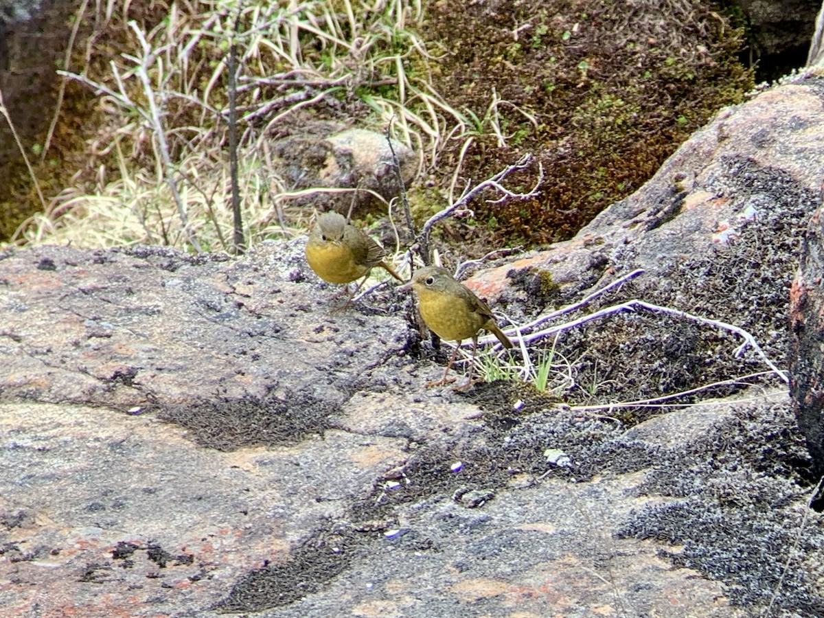 Golden Bush-Robin - ML637967728