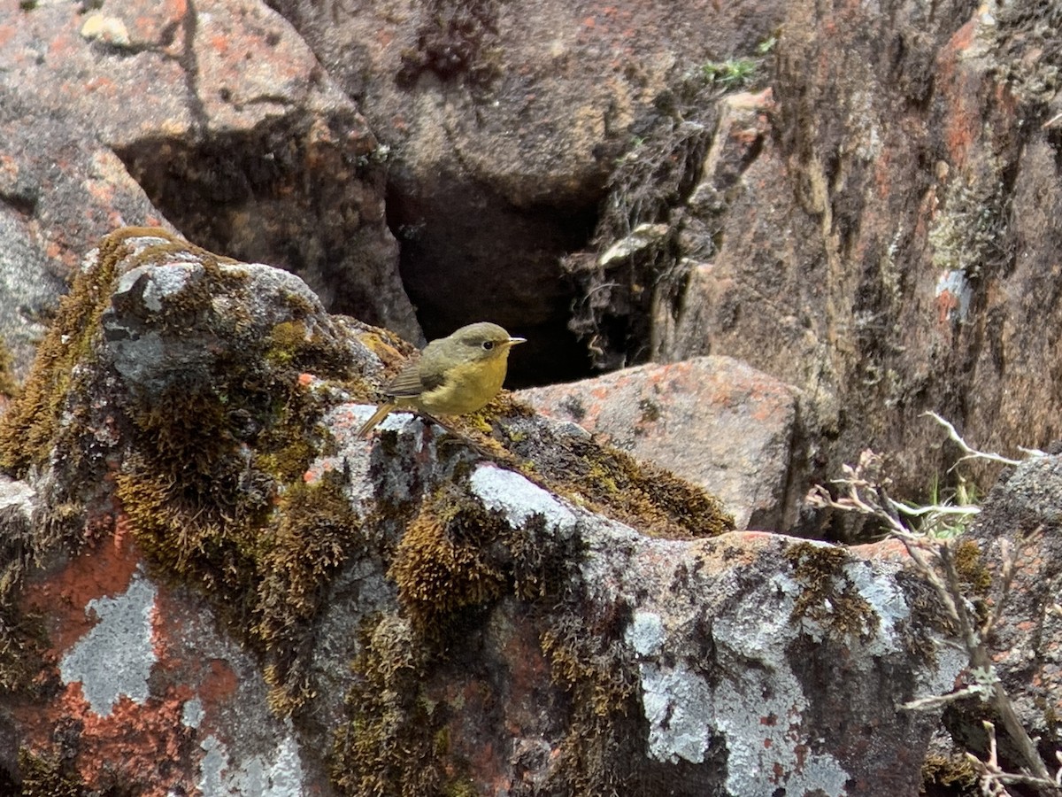 Golden Bush-Robin - ML637967729