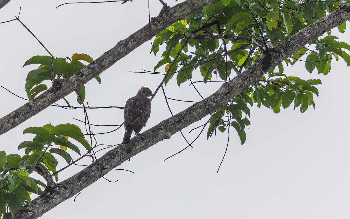Changeable Hawk-Eagle - ML637967732