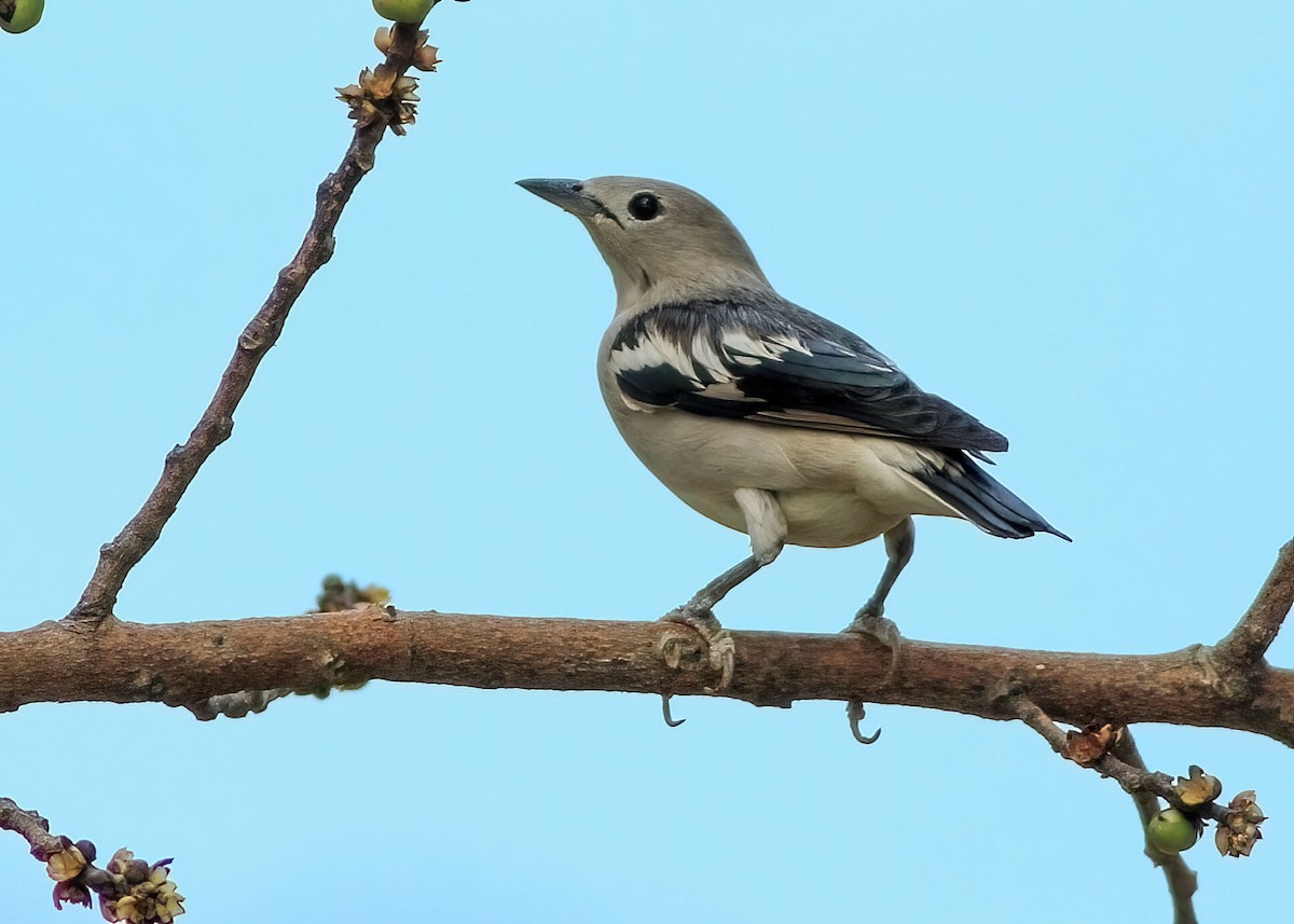 Daurian Starling - ML637967747