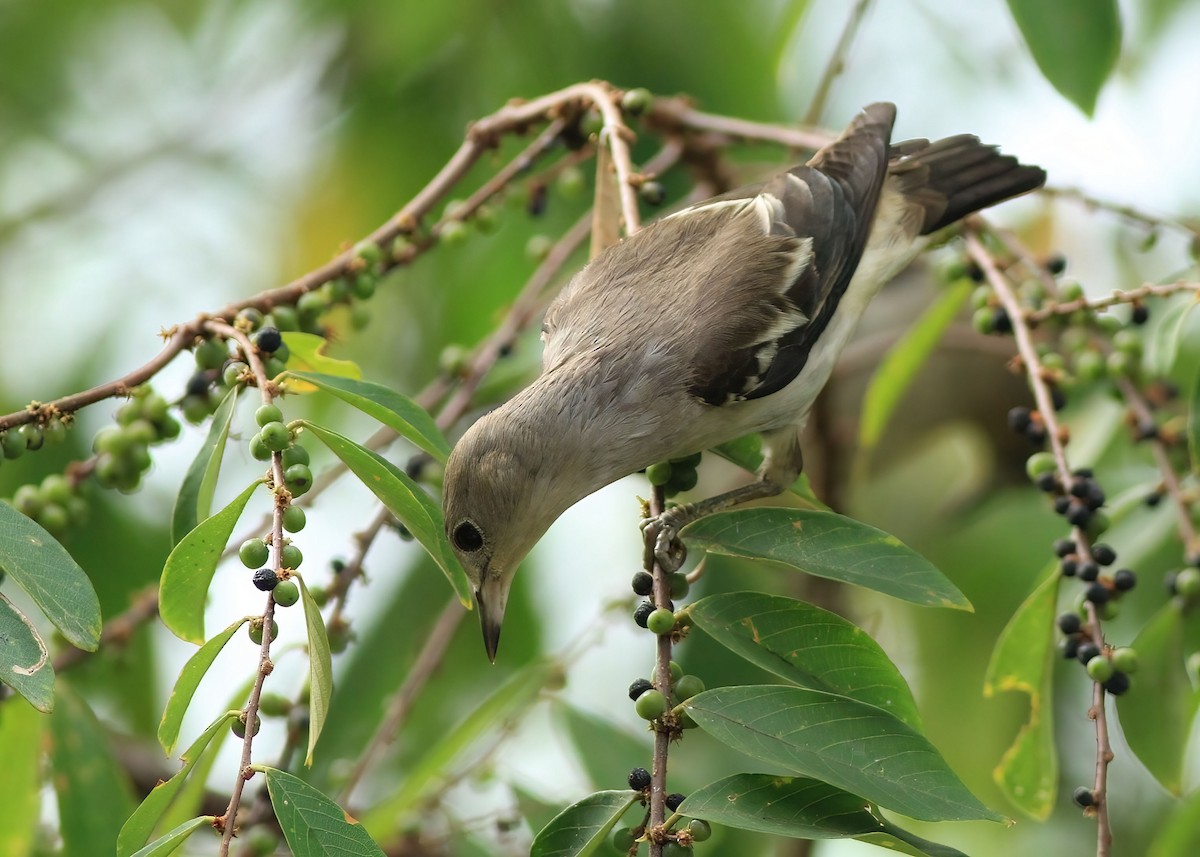 Daurian Starling - ML637967749
