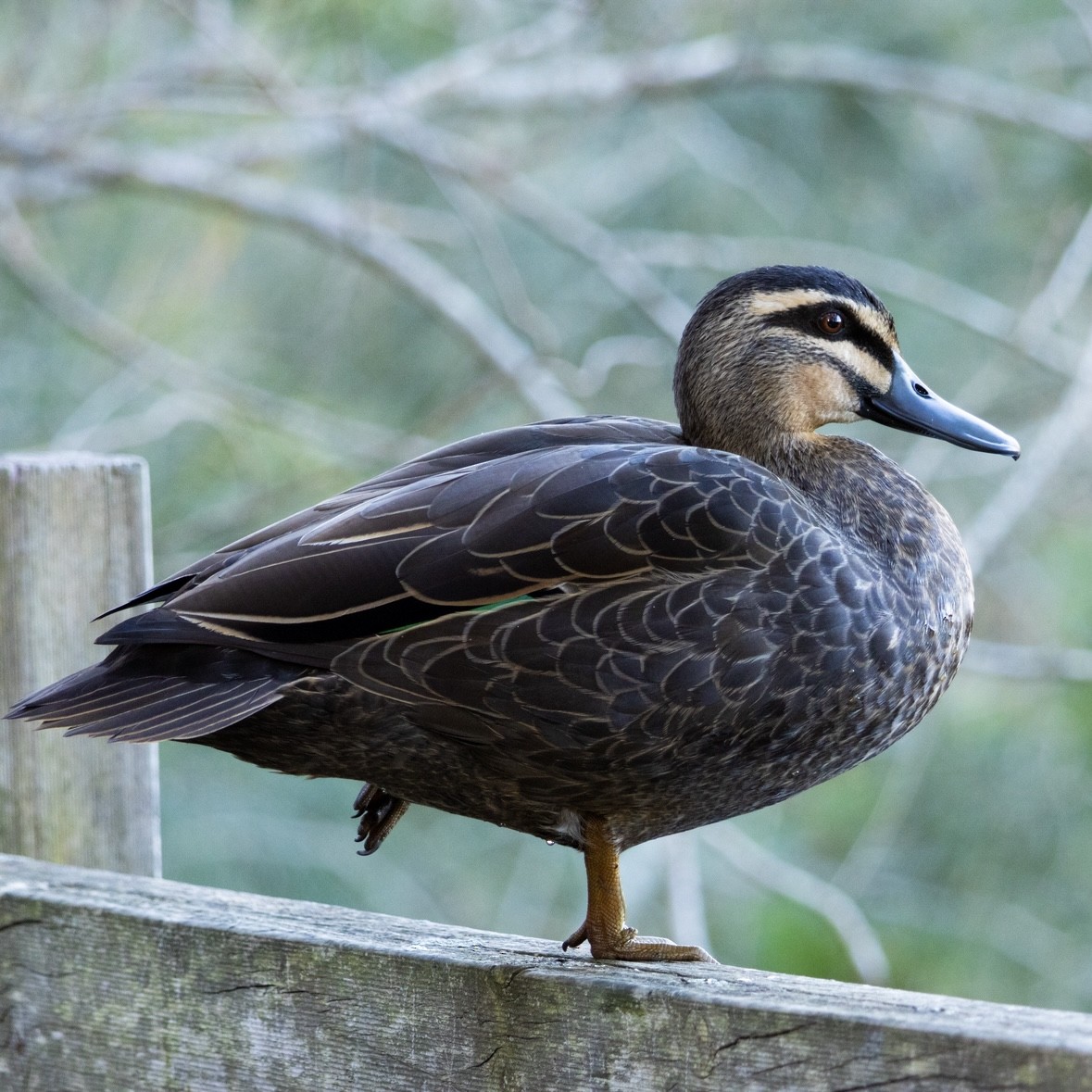 Pacific Black Duck - ML637967753