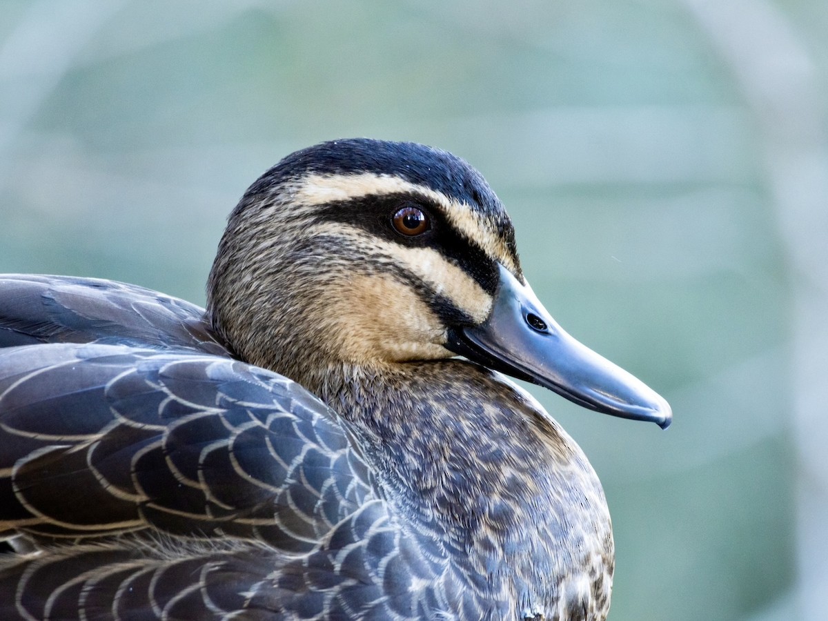 Pacific Black Duck - ML637967754