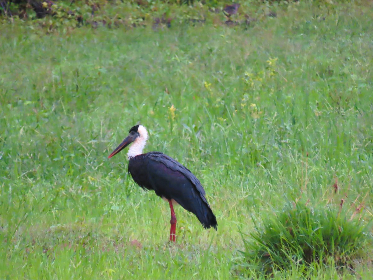 Asian Woolly-necked Stork - ML637967755