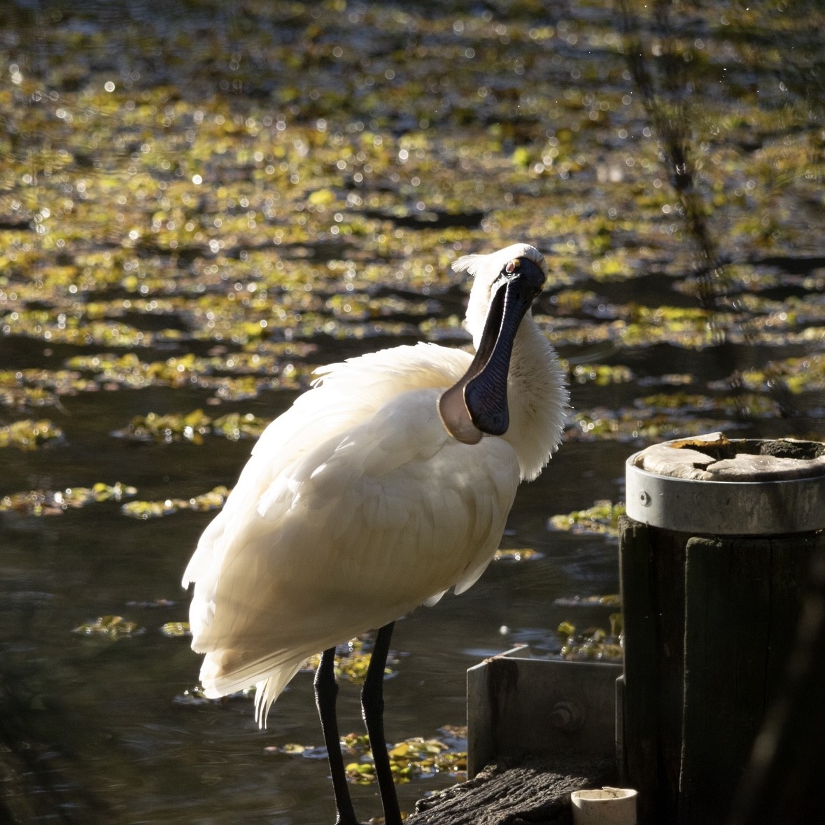 Royal Spoonbill - ML637967757