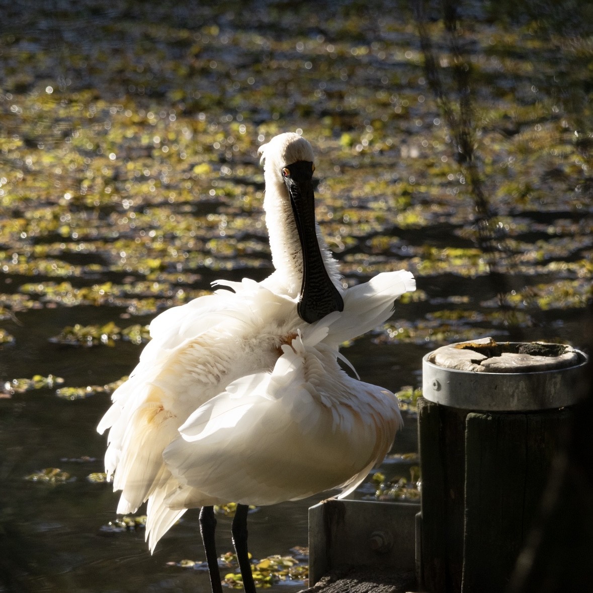 Royal Spoonbill - ML637967758