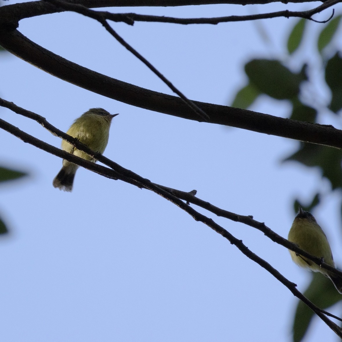 Yellow Thornbill - ML637967760
