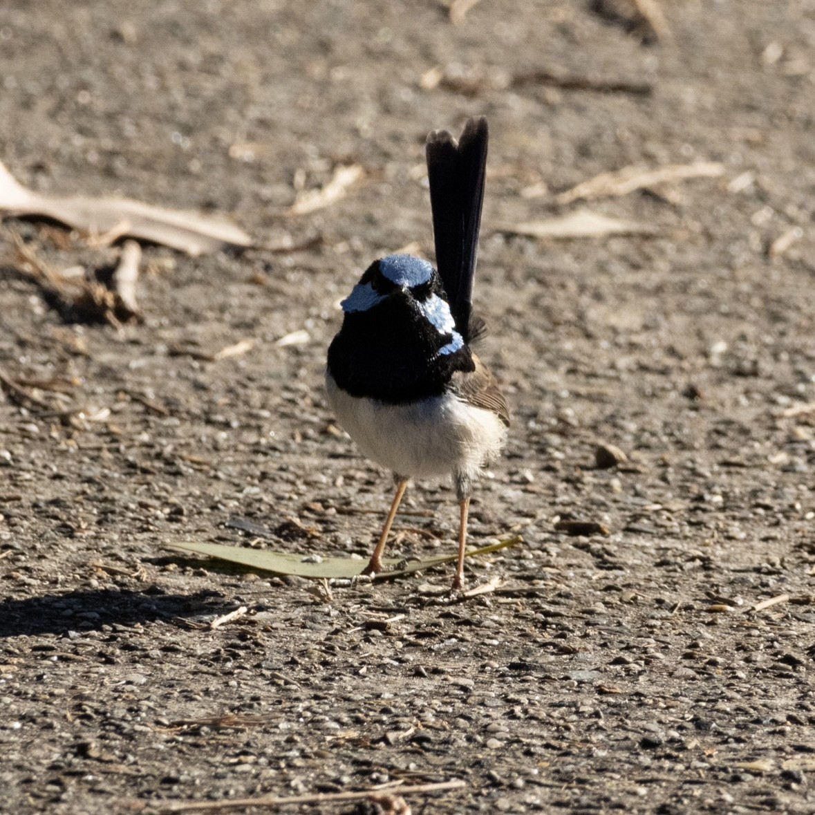 Superb Fairywren - ML637967763