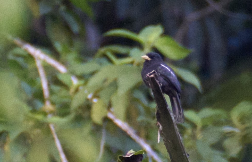Yellow-billed Nunbird - ML637967775
