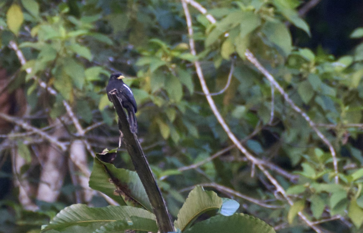 Yellow-billed Nunbird - ML637967776
