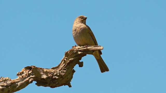 Southern Gray-headed Sparrow - ML637967788
