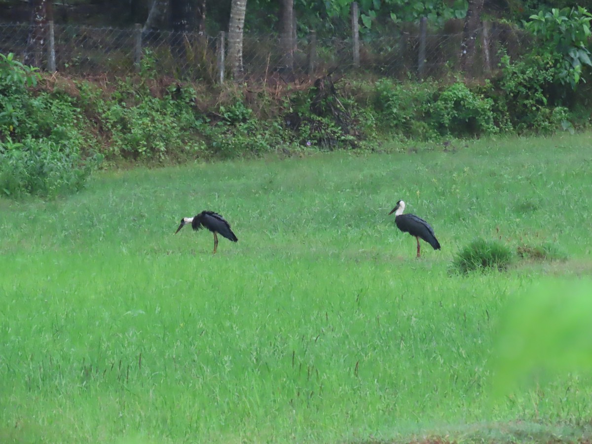 Asian Woolly-necked Stork - ML637967795