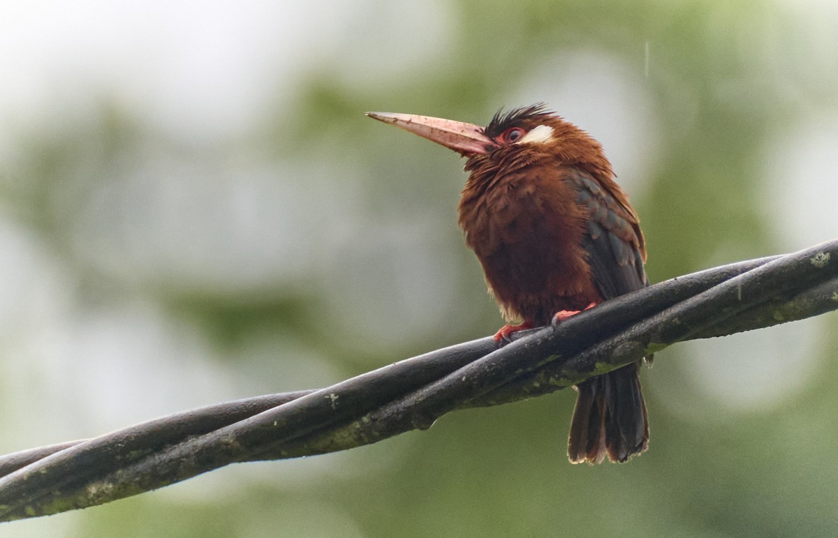 White-eared Jacamar - ML637967818