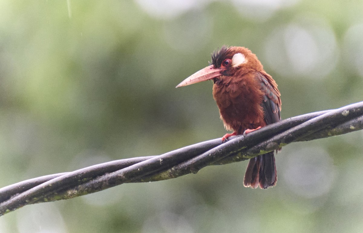 White-eared Jacamar - ML637967819