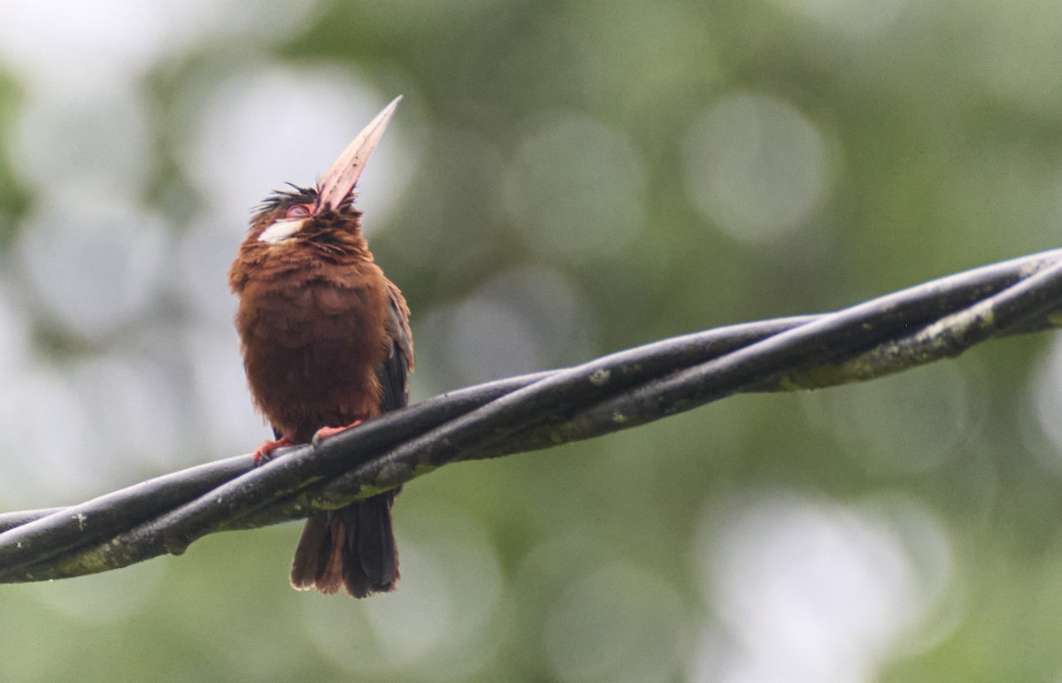 White-eared Jacamar - ML637967820