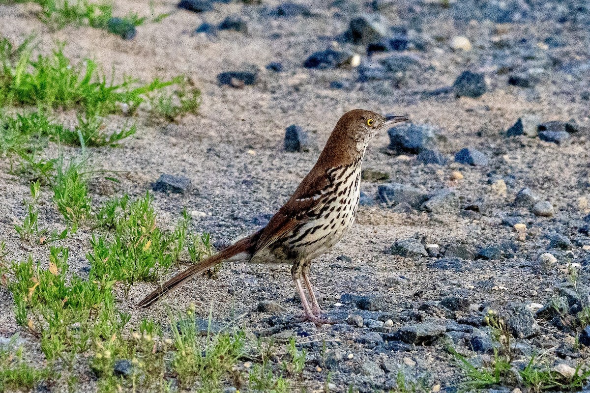 Brown Thrasher - ML637967836