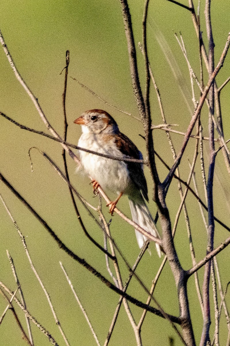 Field Sparrow - ML637967846