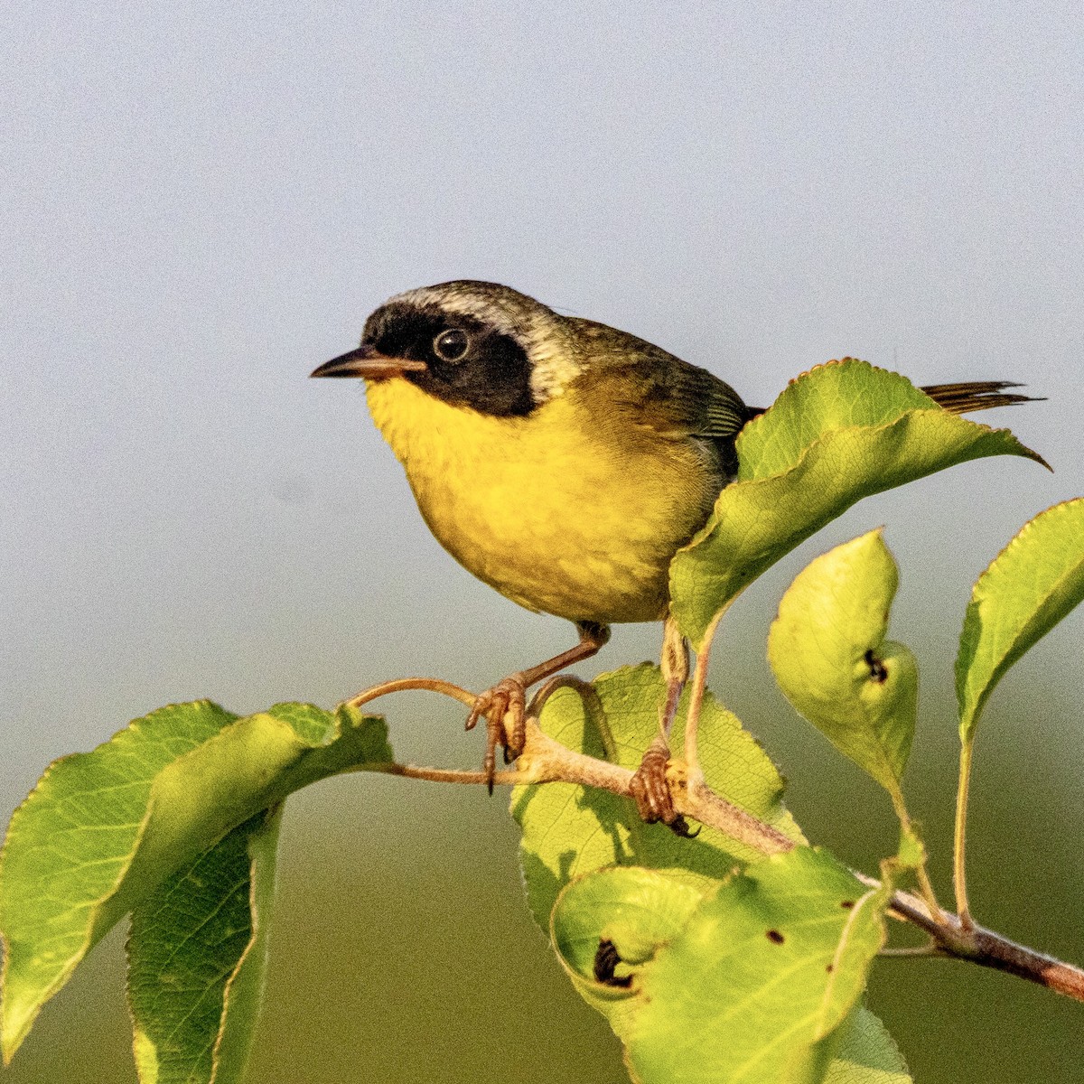 Common Yellowthroat - ML637967853