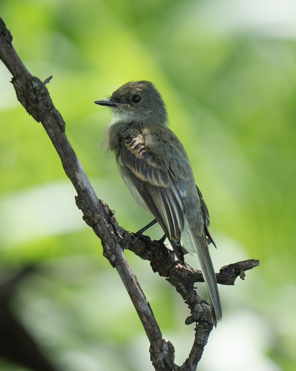 Eastern Phoebe - ML637967857