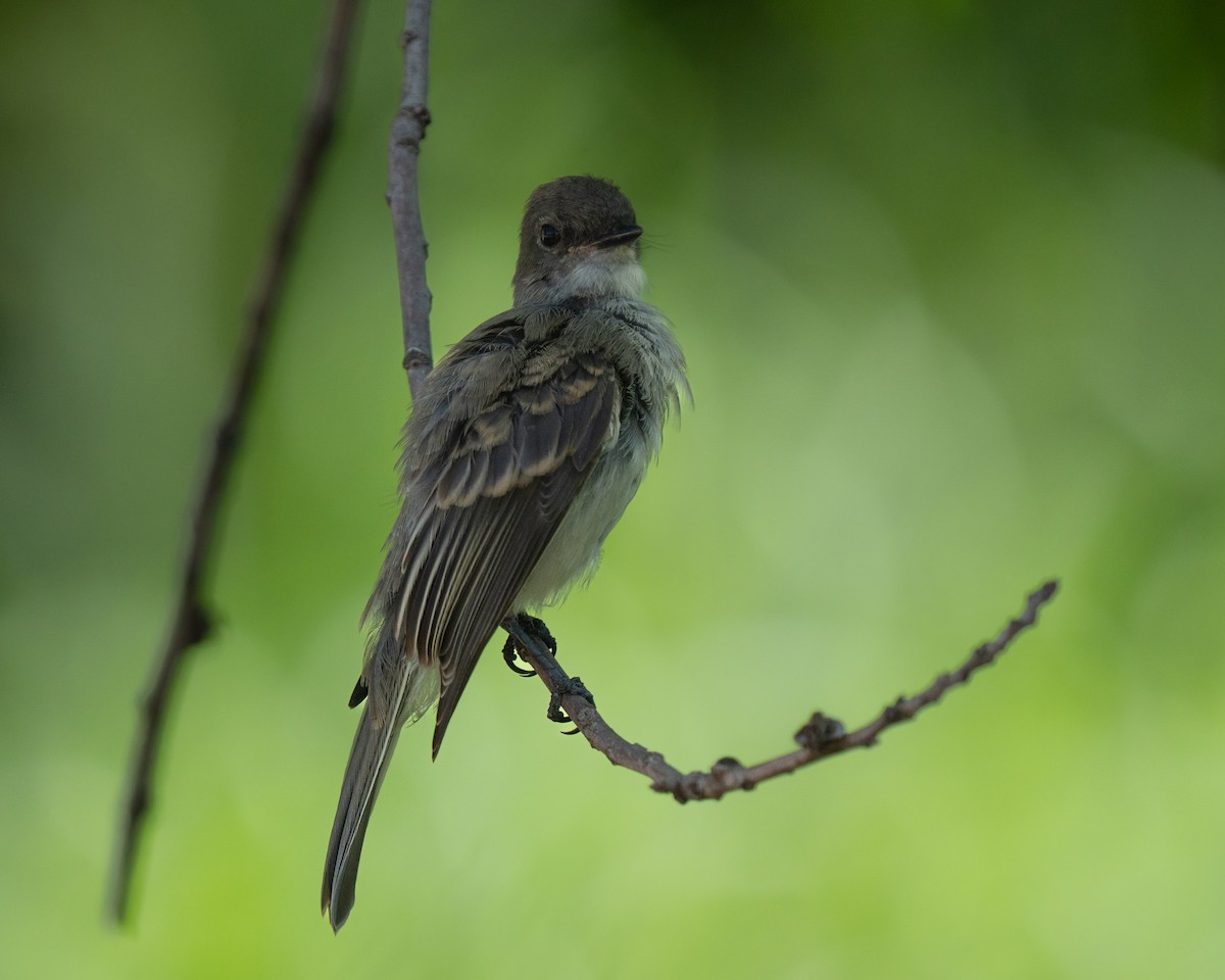 Eastern Phoebe - ML637967858