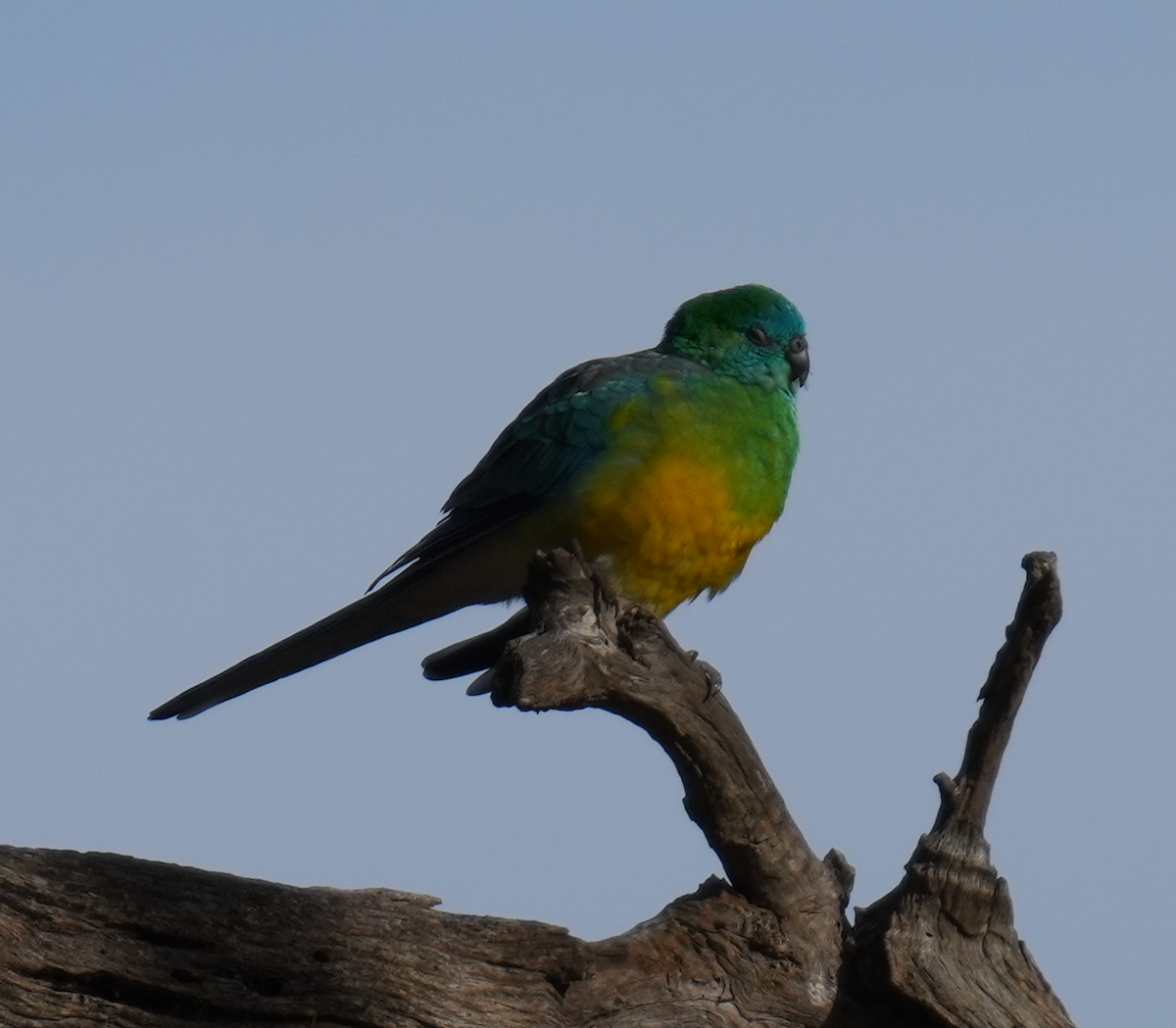 ビセイインコ - ML637967859