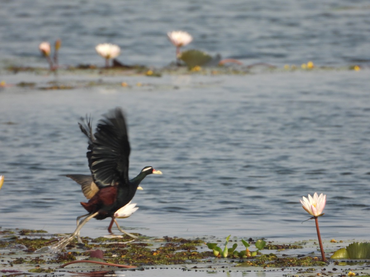 Bronze-winged Jacana - ML637967883