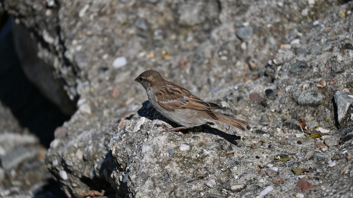 Italian Sparrow - ML637967895