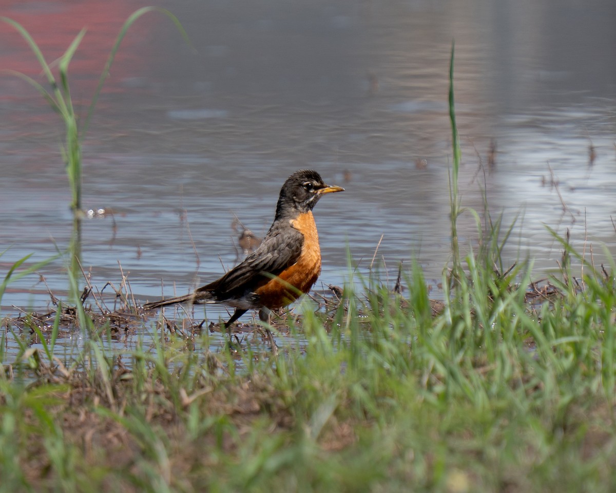 American Robin - ML637967908