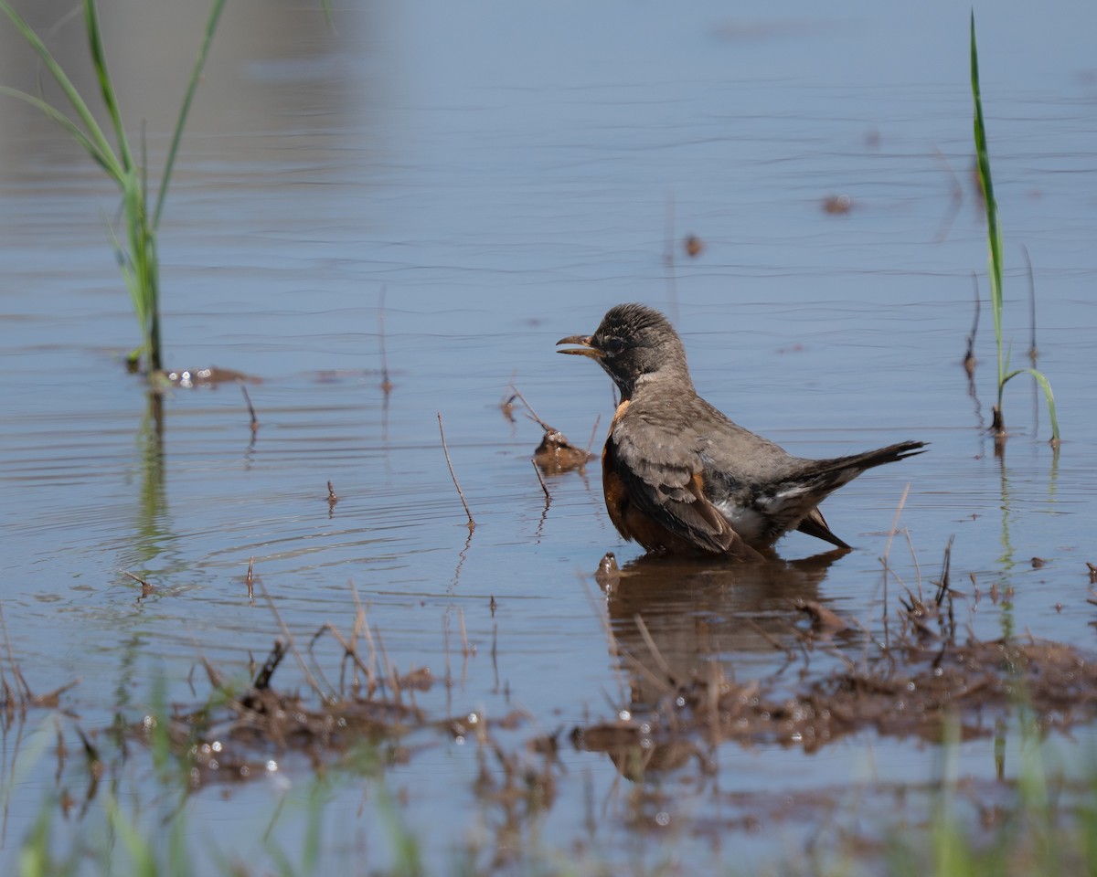 American Robin - ML637967909