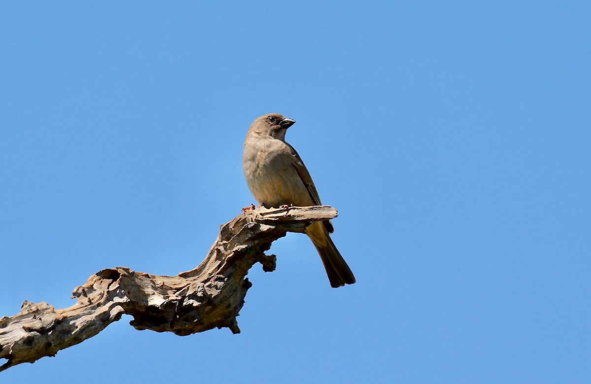 Southern Gray-headed Sparrow - ML637967912