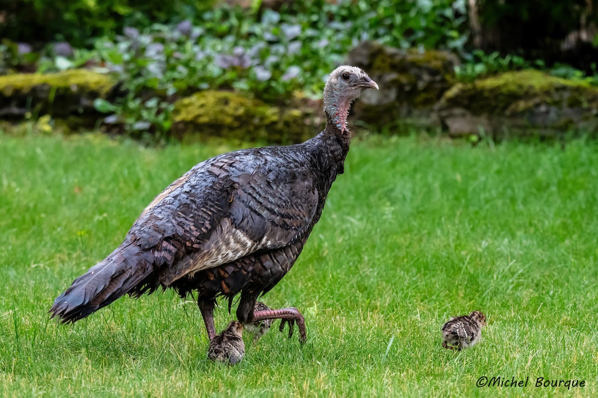 Wild Turkey - ML637967921