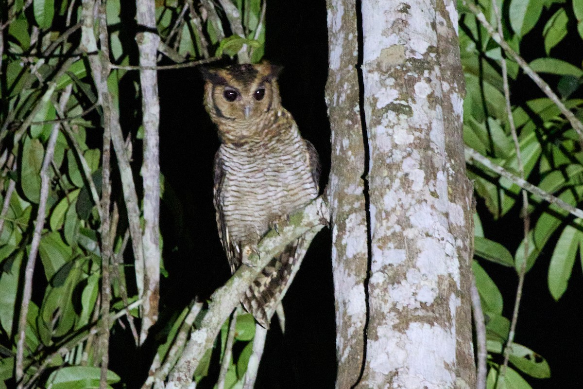 Fraser's Eagle-Owl - ML637967939