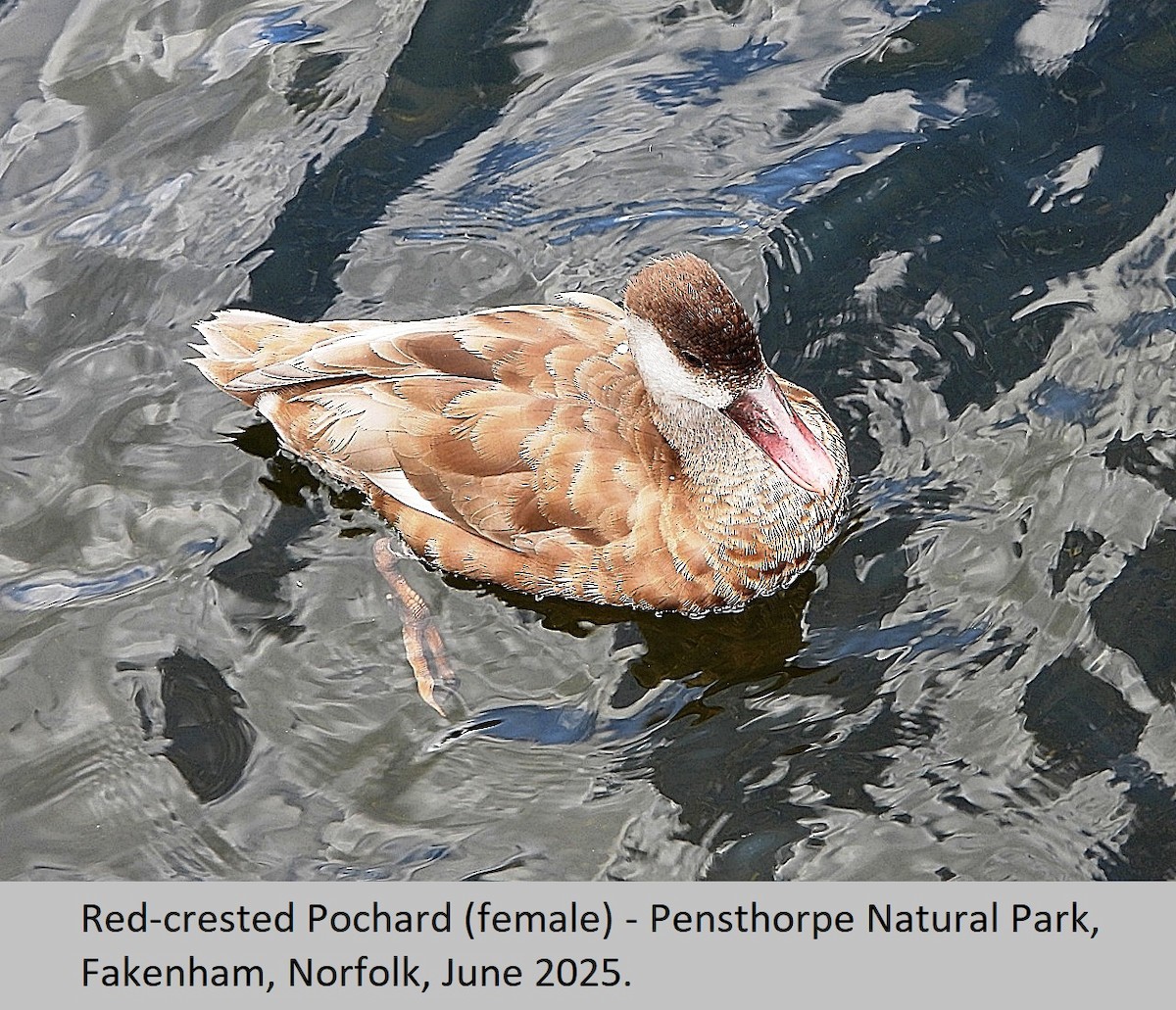 Red-crested Pochard - ML637967940