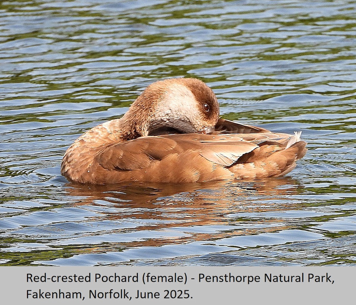 Red-crested Pochard - ML637967942