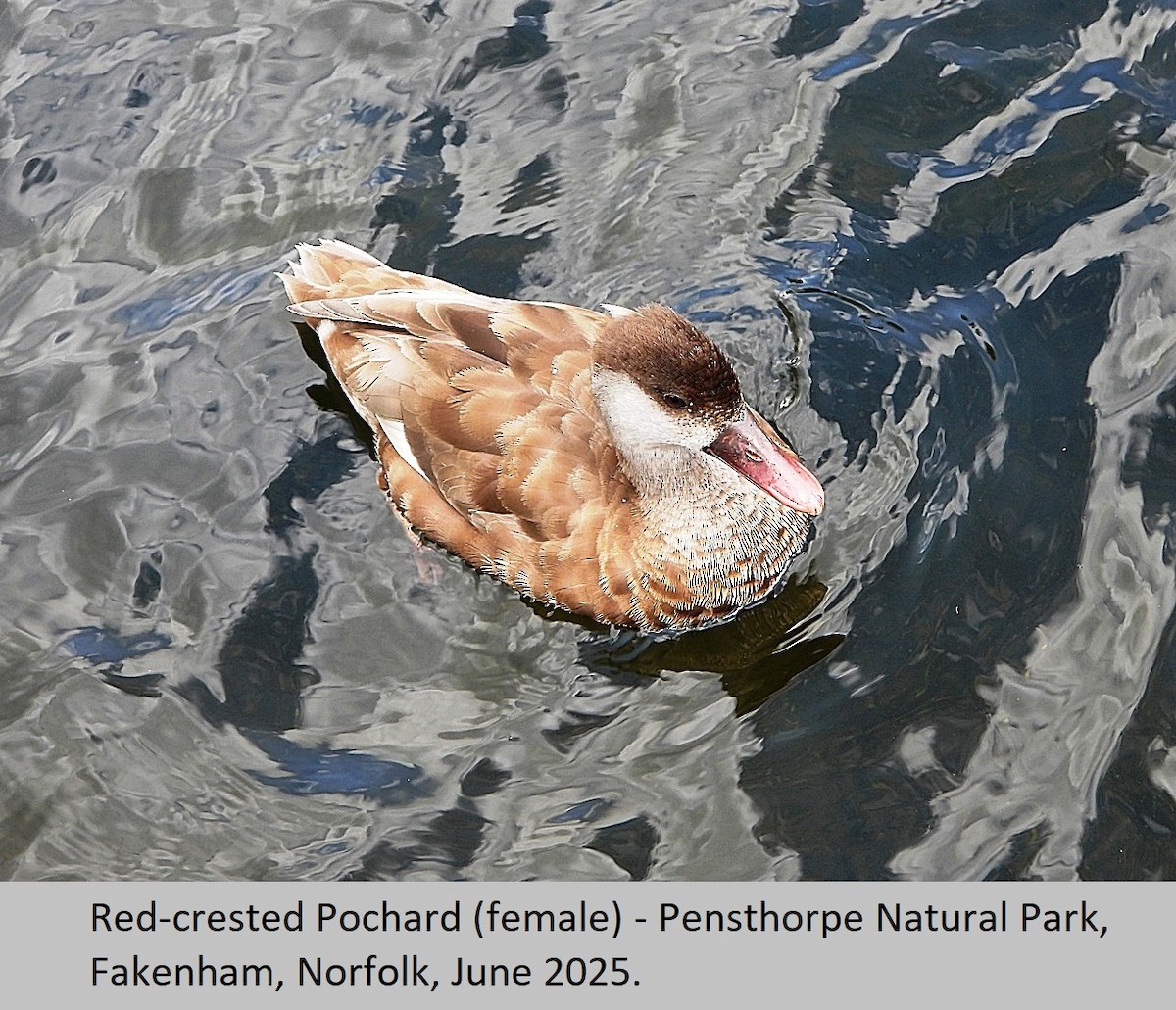Red-crested Pochard - ML637967943