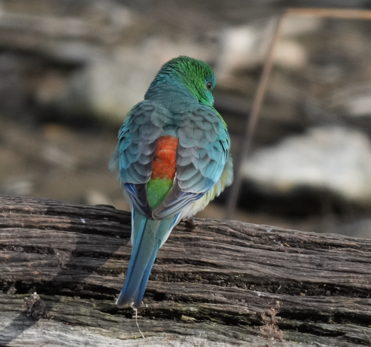 ビセイインコ - ML637967948