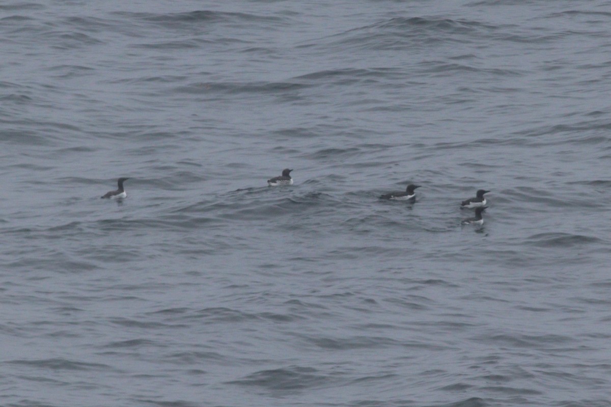 Common Murre - ML637967956