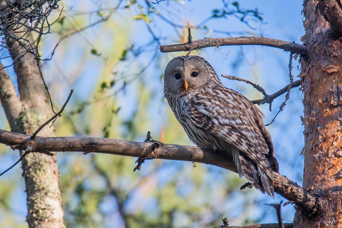 Ural Owl - ML637967967