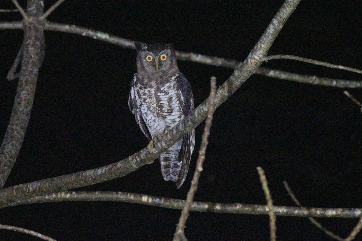 Akun Eagle-Owl - ML637968019