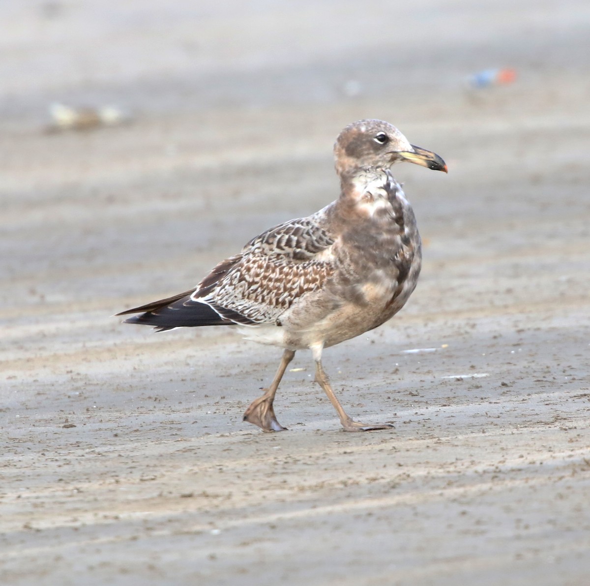 Olrog's Gull - ML637968028