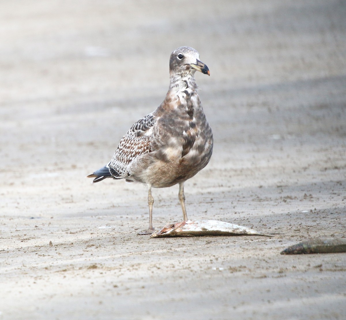 Olrog's Gull - ML637968029